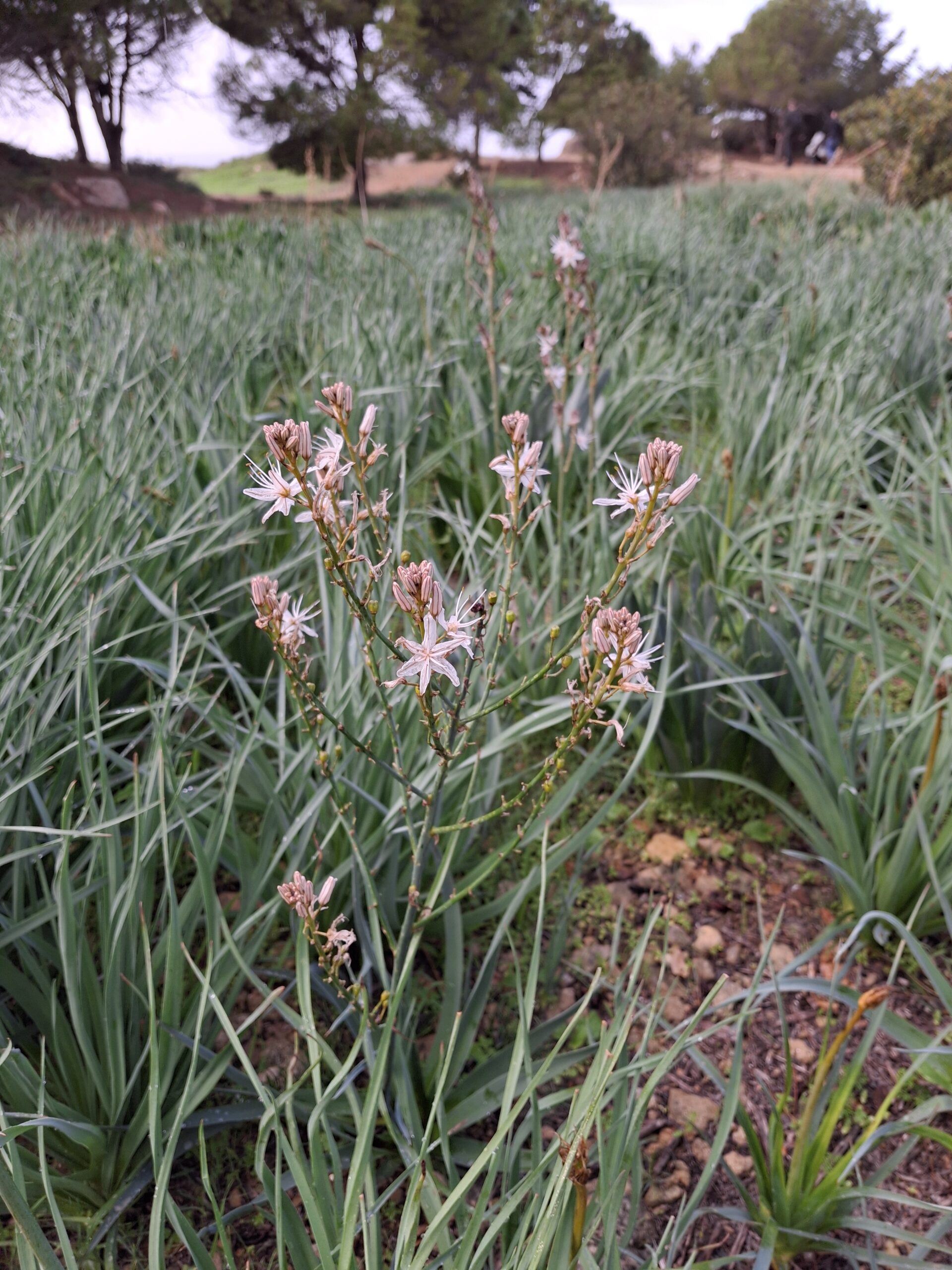 Łąki Asfodelowe w mitologii greckiej – gdy szkolna wiedza spotyka realną roślinę